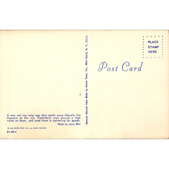 1965 Treasures of the Sea Postcard Sea Shells Unposted - Picture 2 of 2